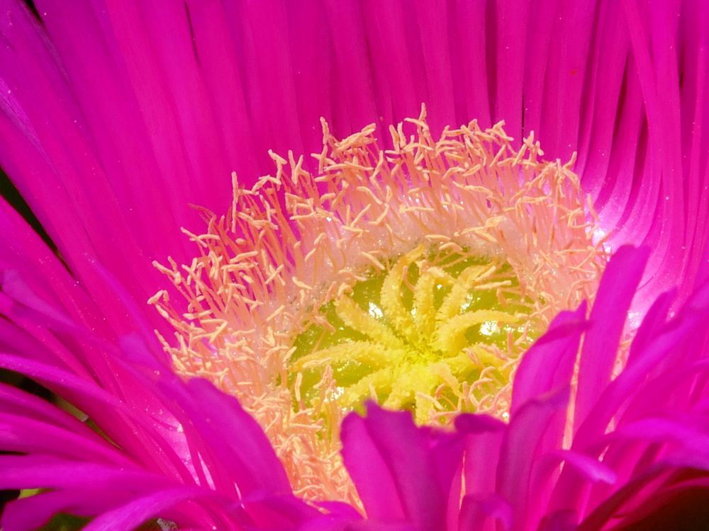 Leuchtende Farben in der Natur