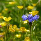 Leuchtende Farben - Mittwochsblümchen