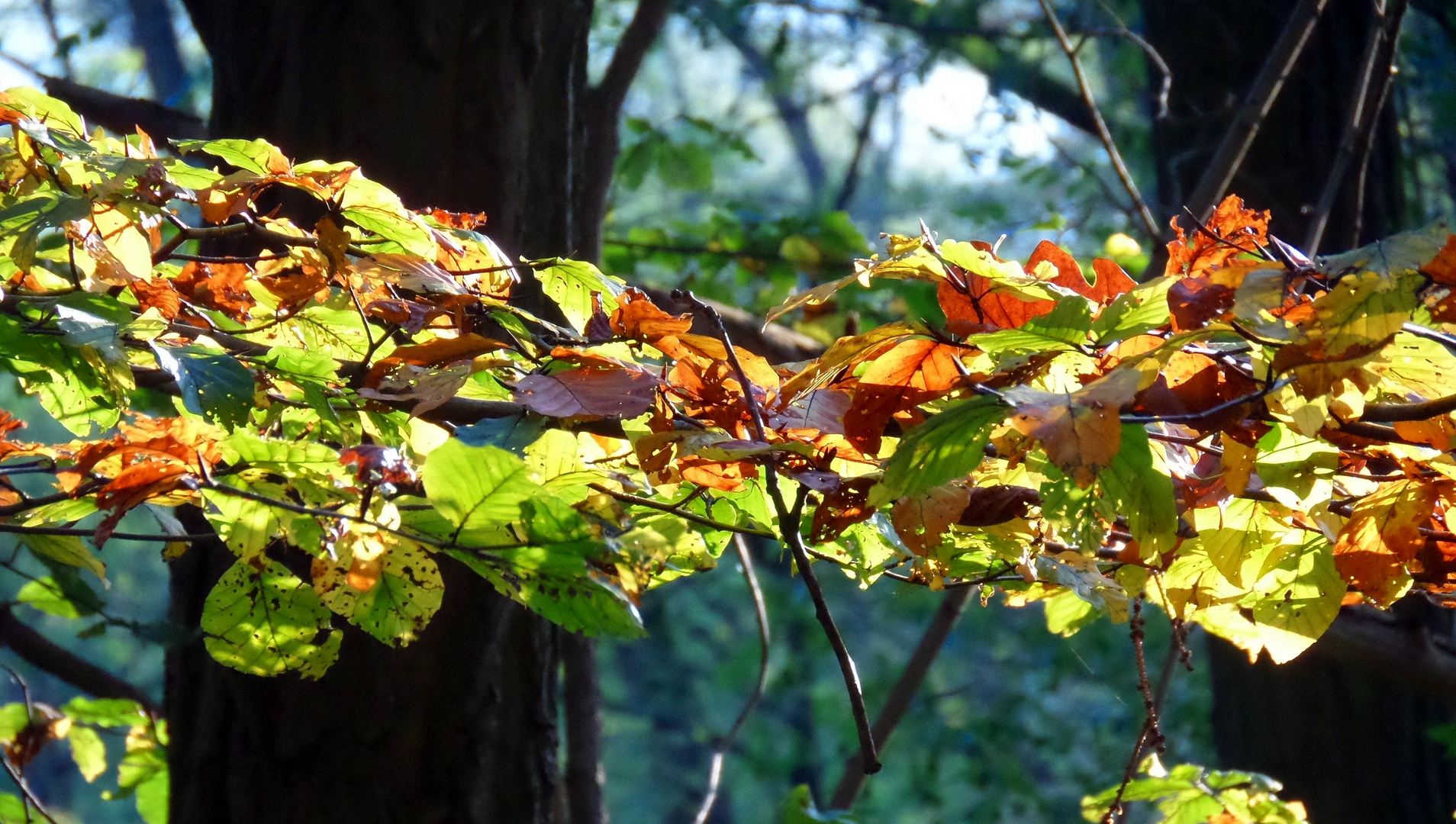 Leuchtende Farbenstimmung im Bramwald, in der Herbstzeit