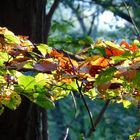 Leuchtende Farbenstimmung im Bramwald, in der Herbstzeit