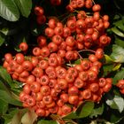 Leuchtende Früchte des Feuerdorns (Pyracantha) 