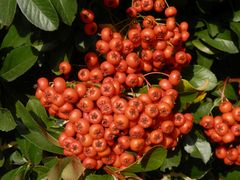 Leuchtende Früchte des Feuerdorns (Pyracantha) 