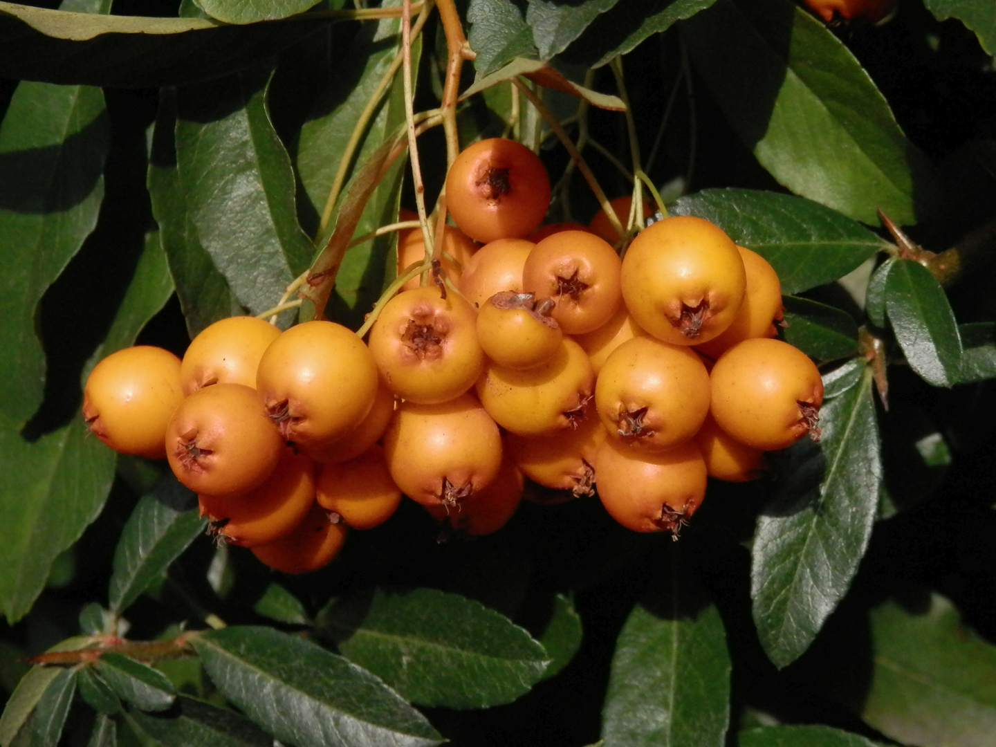 Leuchtende Früchte des Feuerdorns (Pyracantha) 