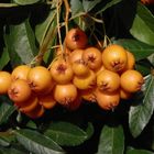 Leuchtende Früchte des Feuerdorns (Pyracantha) 