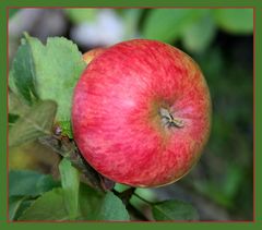 Leuchtende Früchte in Amigos Garten