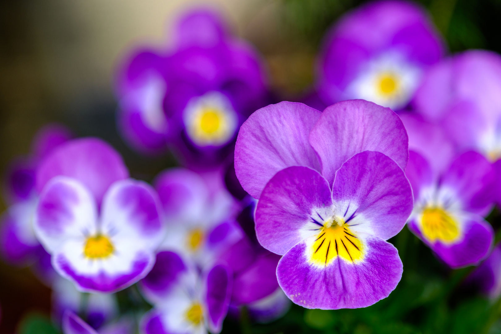 Leuchtende Frühlingsfarben