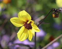 leuchtende gelbe Dahlie