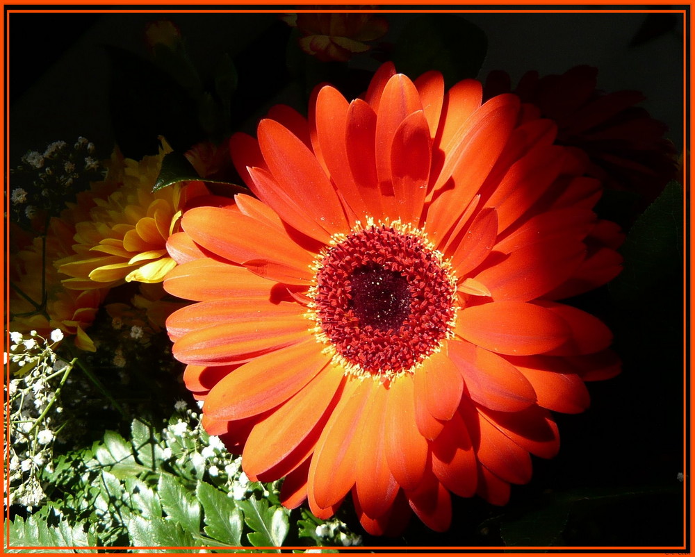 leuchtende Gerbera