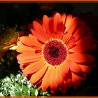 leuchtende Gerbera