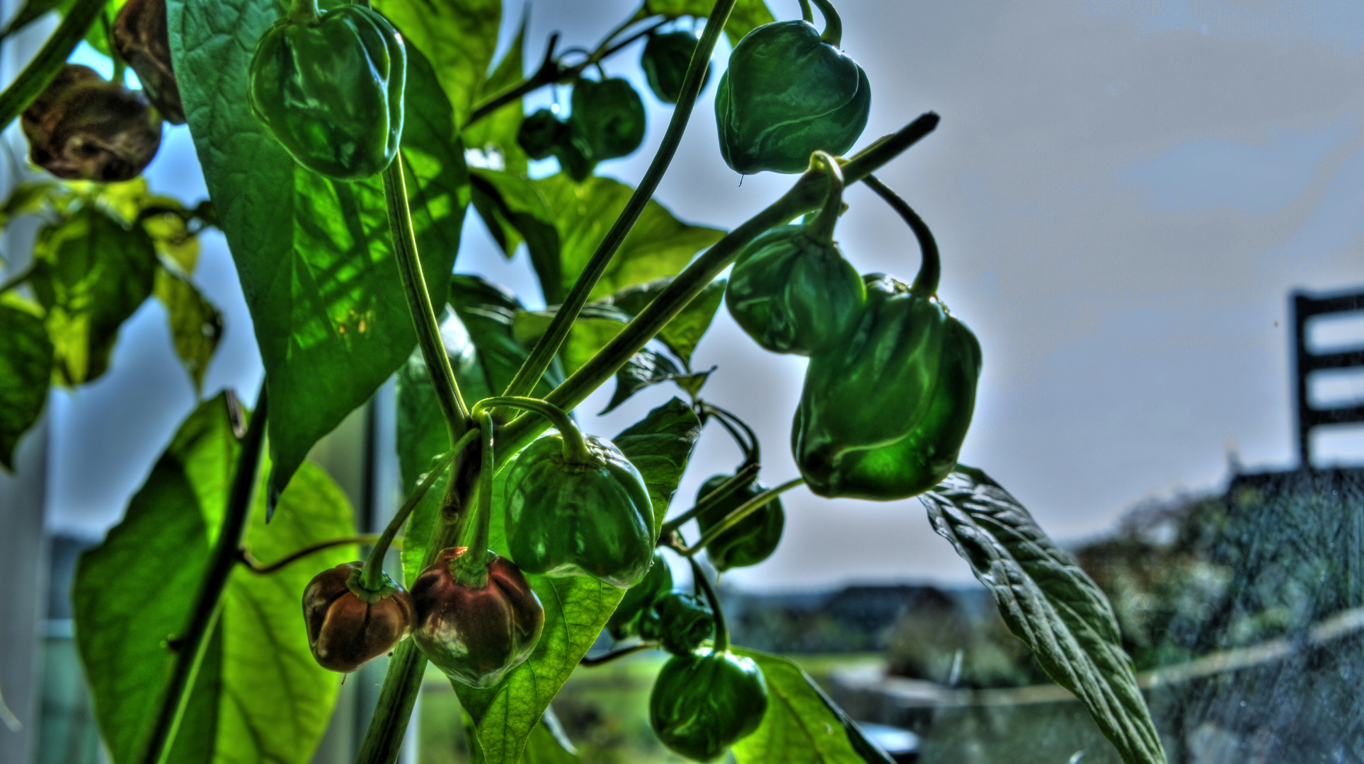 Leuchtende Habanero