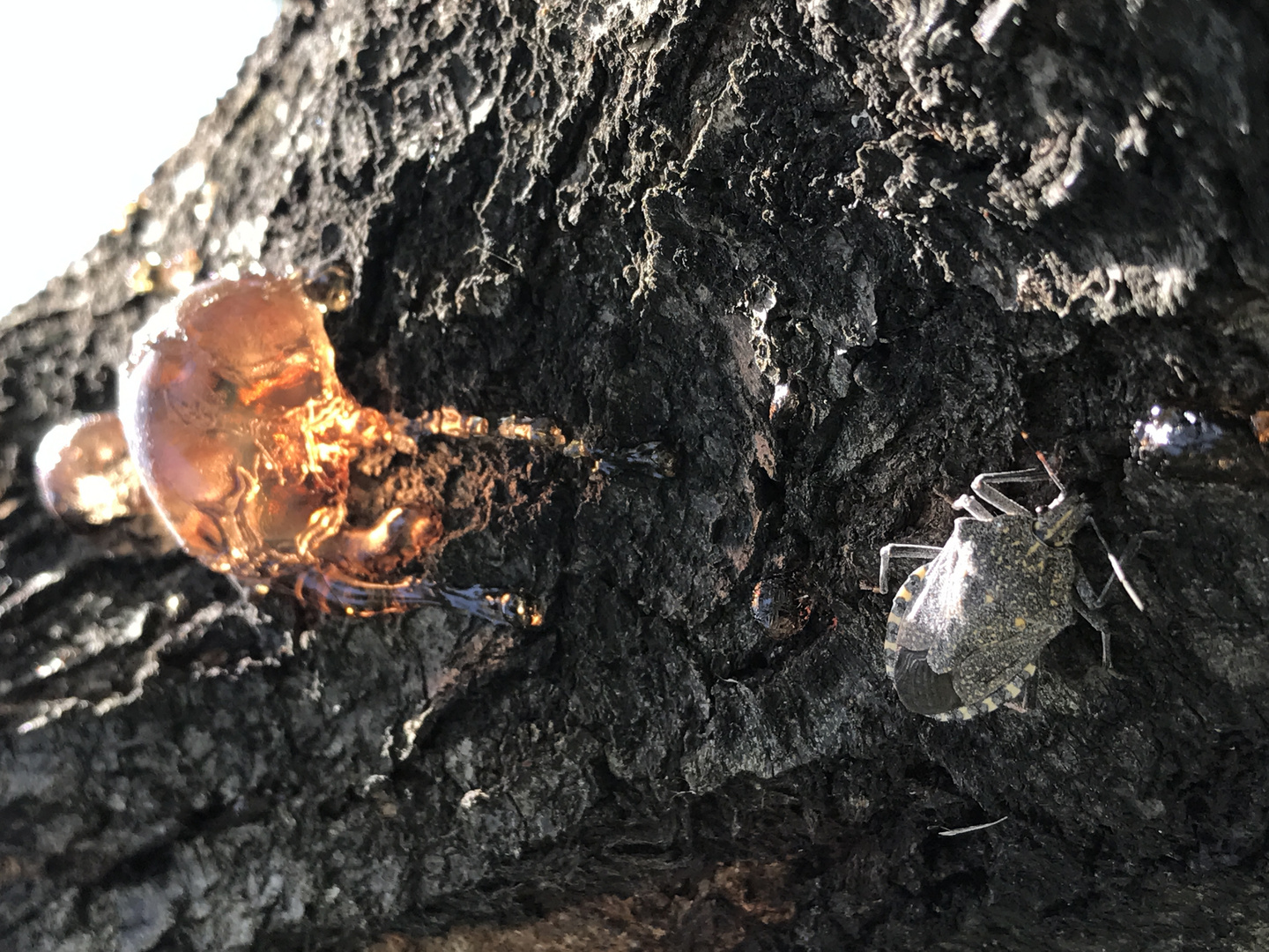 Leuchtende Harzkugel an Baum mit Wanze