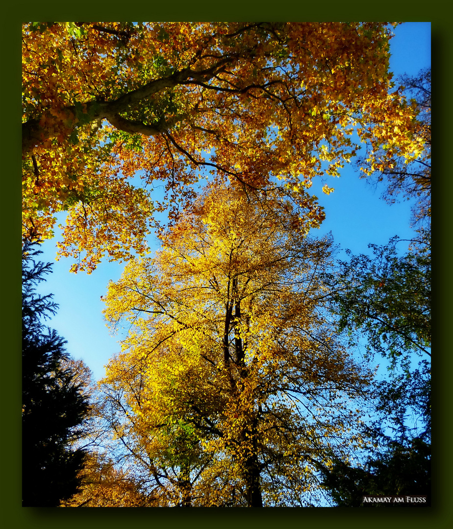 Leuchtende Herbstbäume