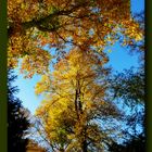 Leuchtende Herbstbäume