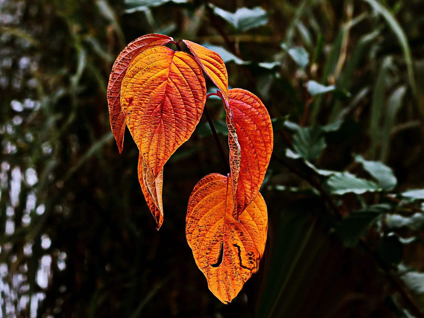 leuchtende Herbstblätter