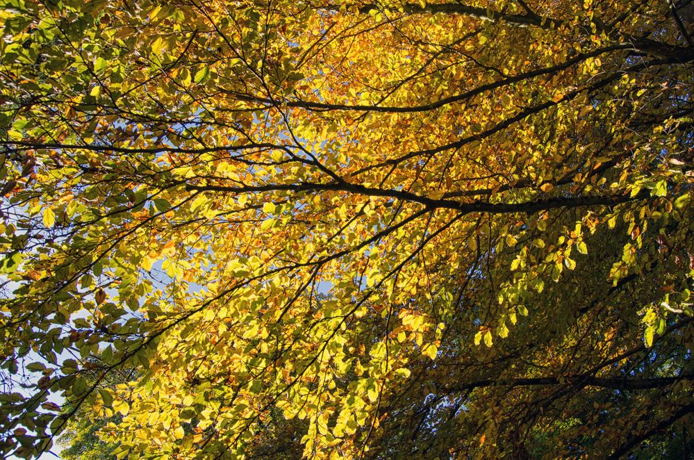 Leuchtende Herbstblätter