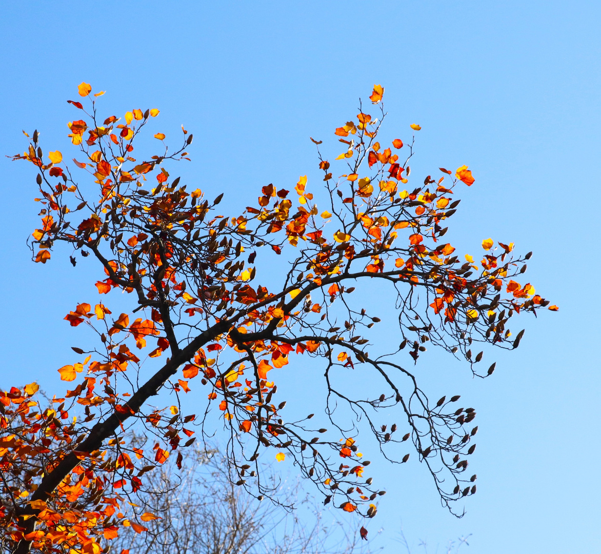 leuchtende Herbstblätter