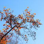 leuchtende Herbstblätter