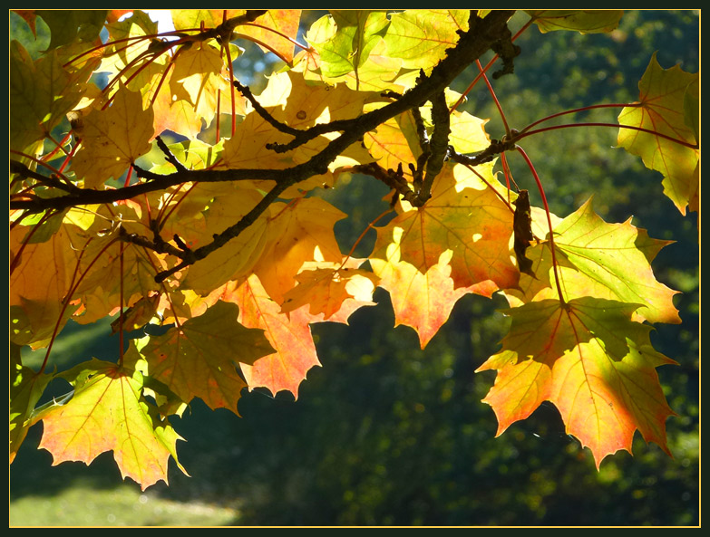 Leuchtende Herbstblätter