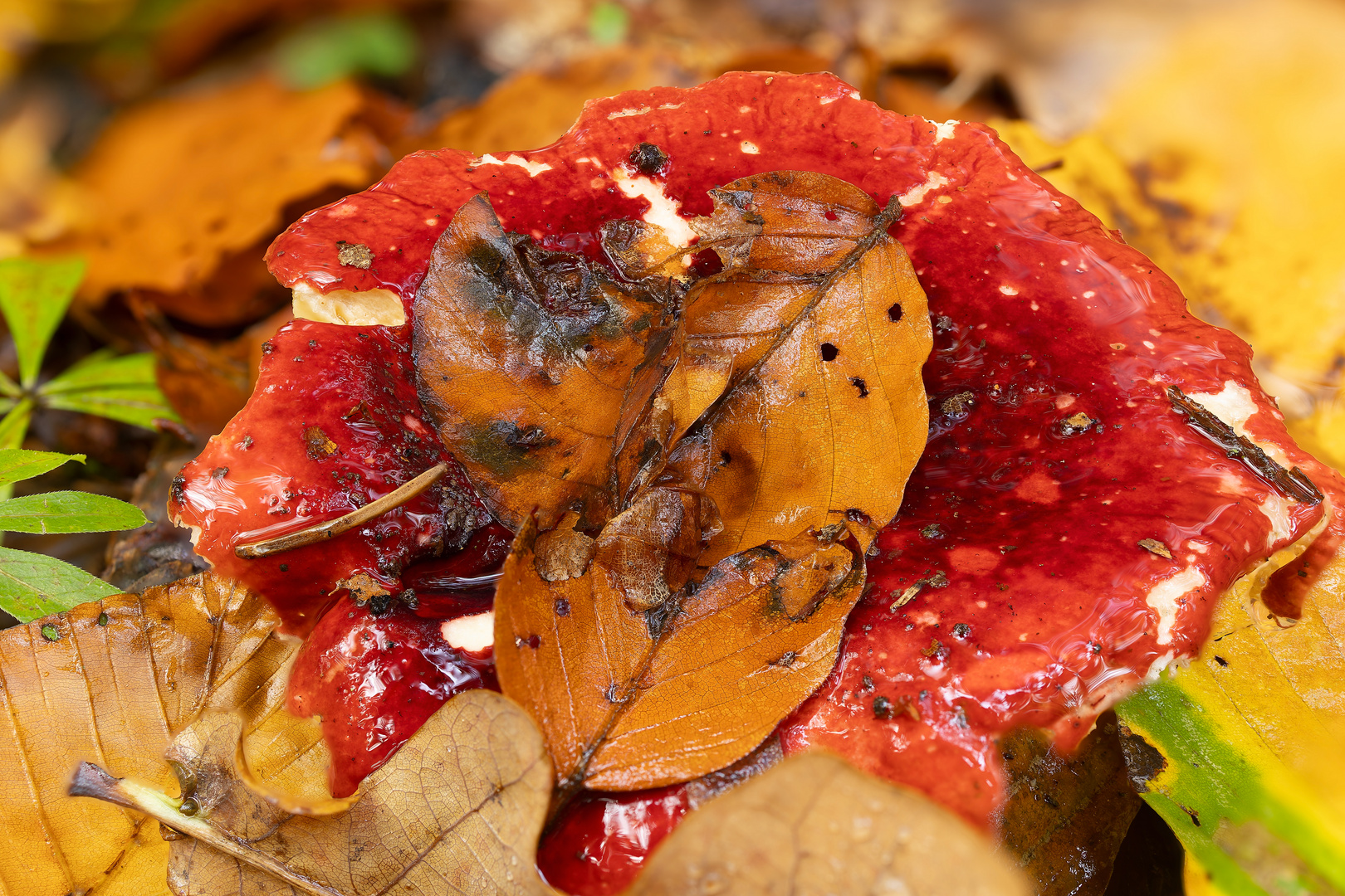 leuchtende Herbstfarben