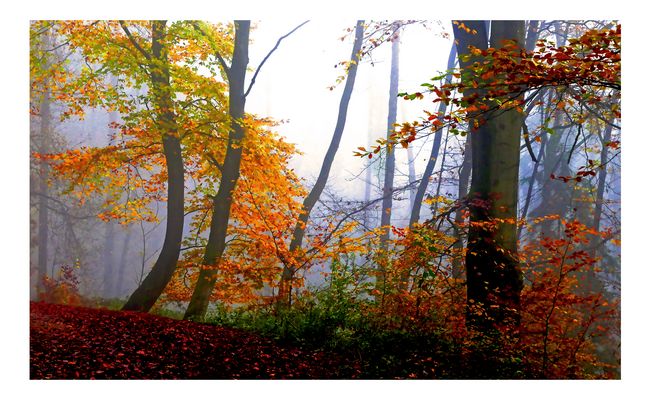 Leuchtende Herbstfarben