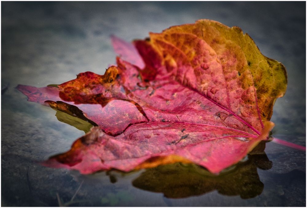 leuchtende Herbstfarben