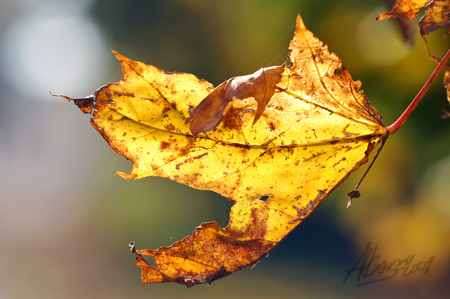 Leuchtende Herbstfarben...