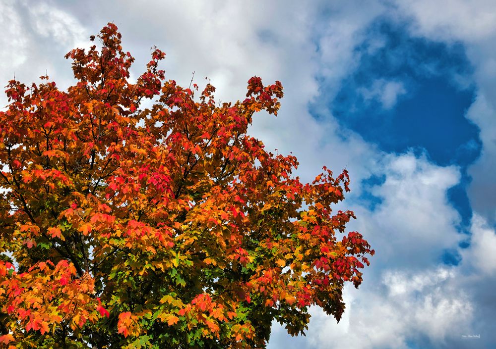 Leuchtende Herbstfarben