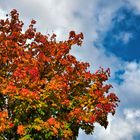 Leuchtende Herbstfarben