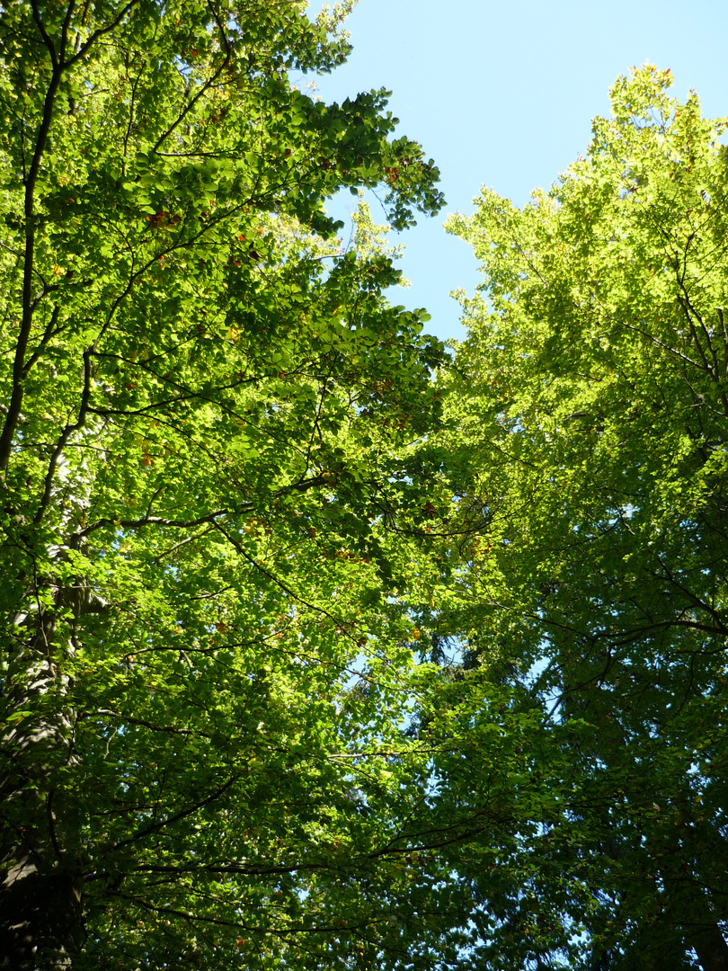 leuchtende Herbstfarben