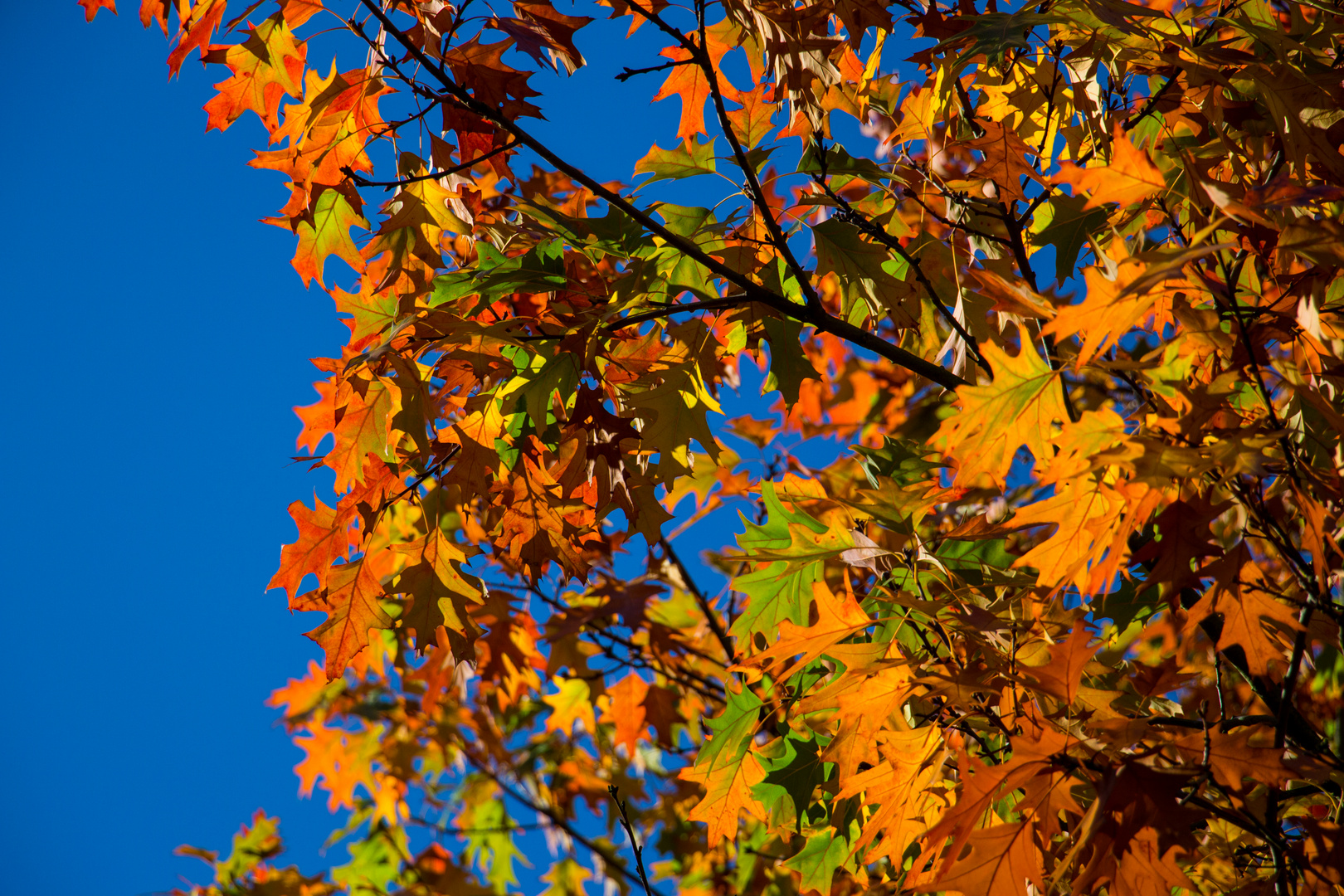 leuchtende Herbstfarben