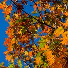 leuchtende Herbstfarben