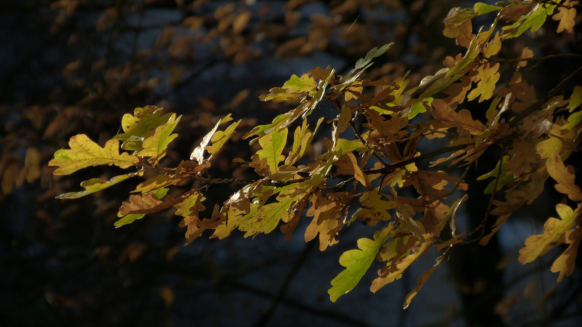 Leuchtende Herbstfarben...