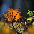 leuchtende Herbstfarben