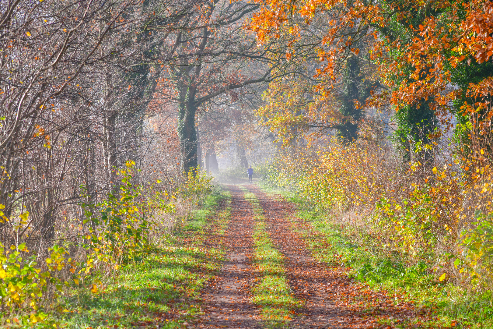 Leuchtende Herbstfarben