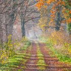 Leuchtende Herbstfarben