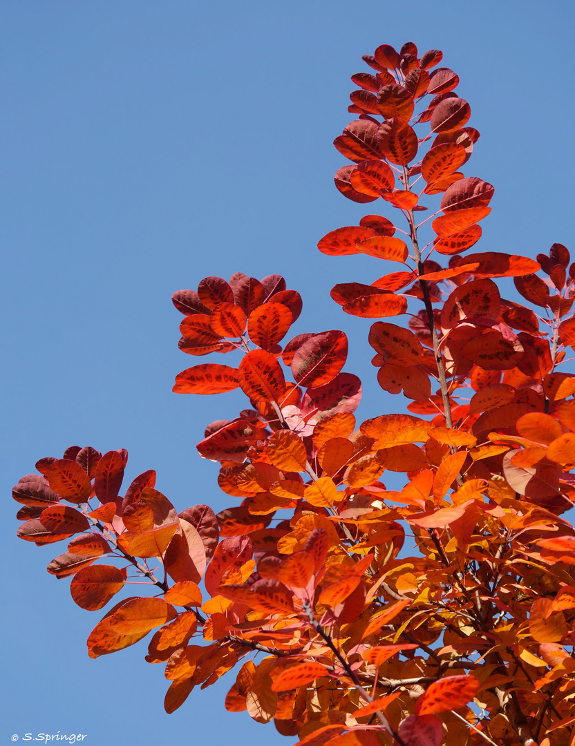 leuchtende Herbstfarben...