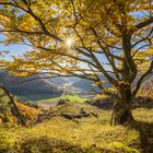 Leuchtende Herbstpracht