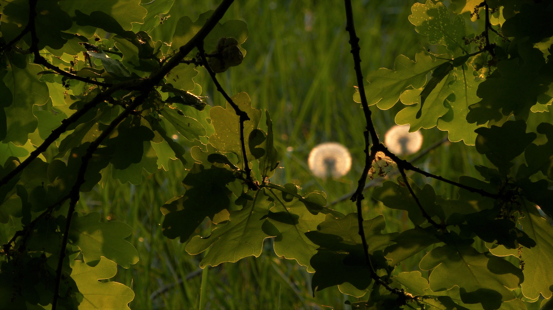 Leuchtende Herbsttage