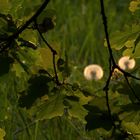 Leuchtende Herbsttage