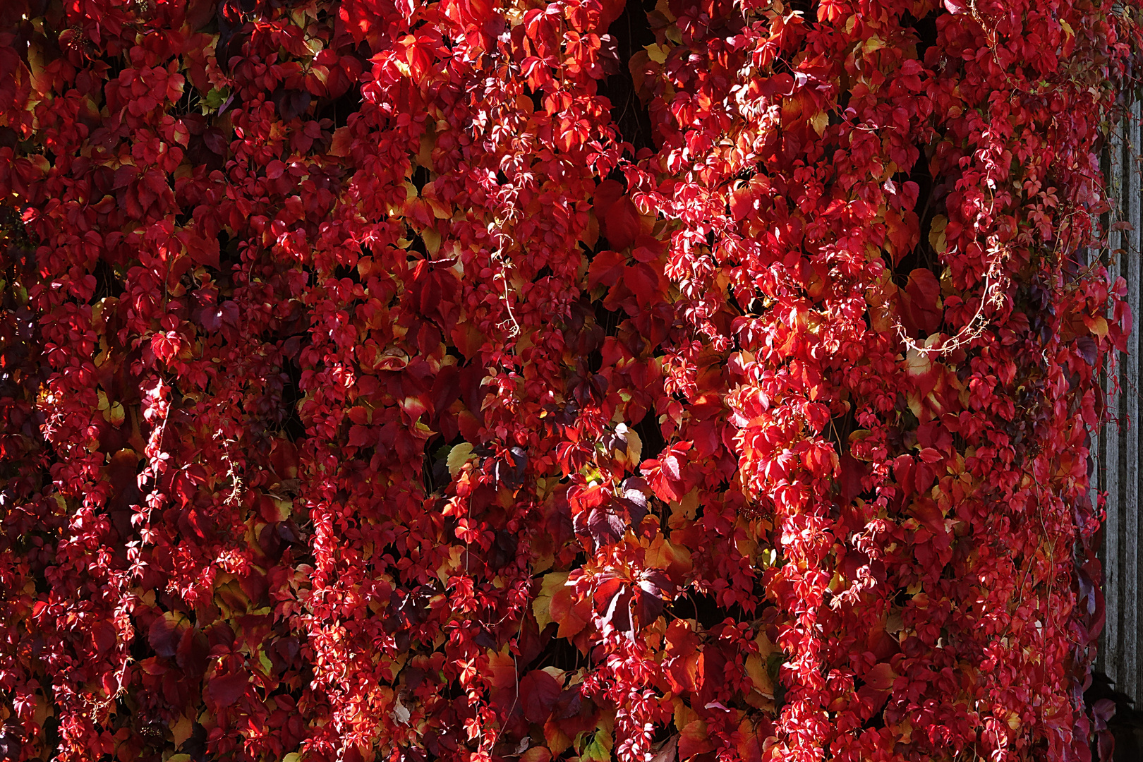 leuchtende Herbstwand