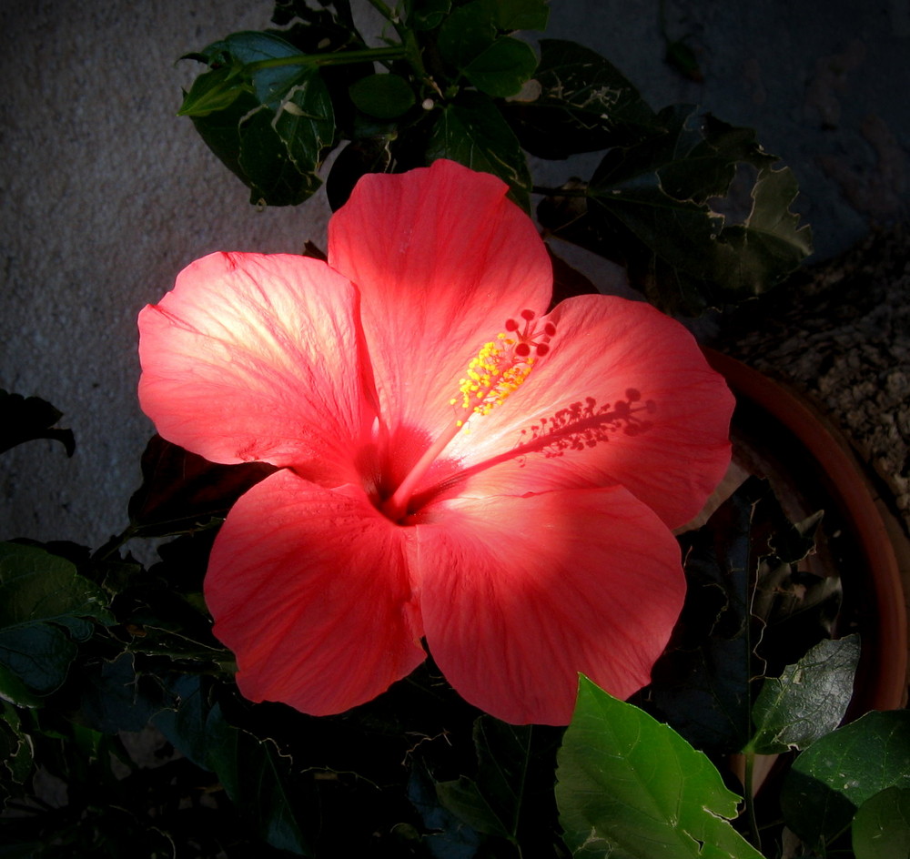 leuchtende Hibiskusblüte