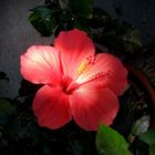 leuchtende Hibiskusblüte