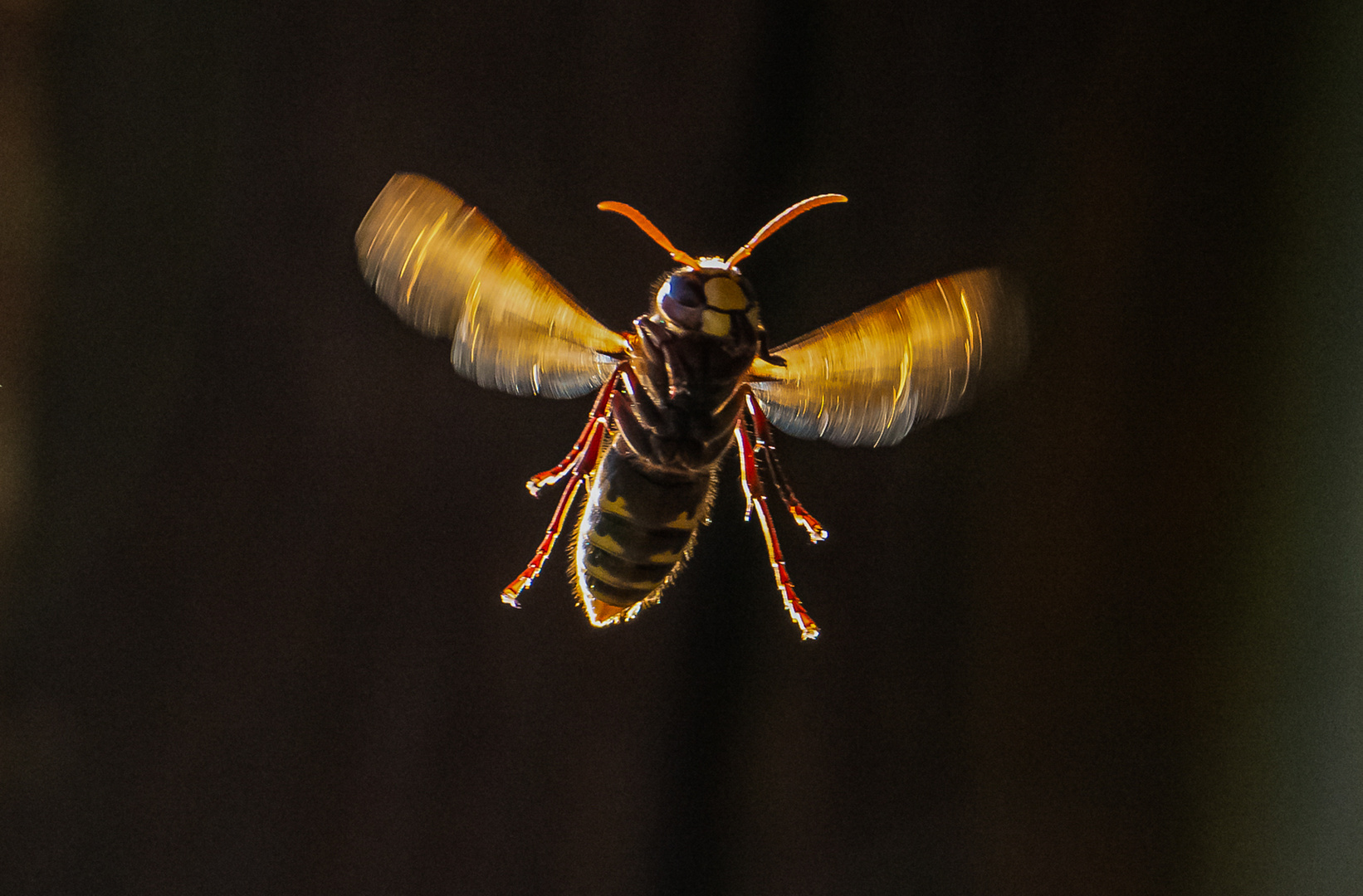 Leuchtende Hornisse im Flug ...