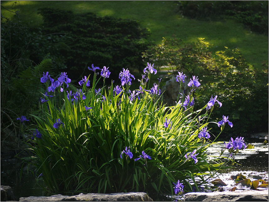leuchtende Iris