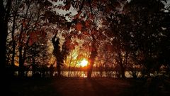 Leuchtende Kastanienblätter beim Sonnenuntergang am Rhein