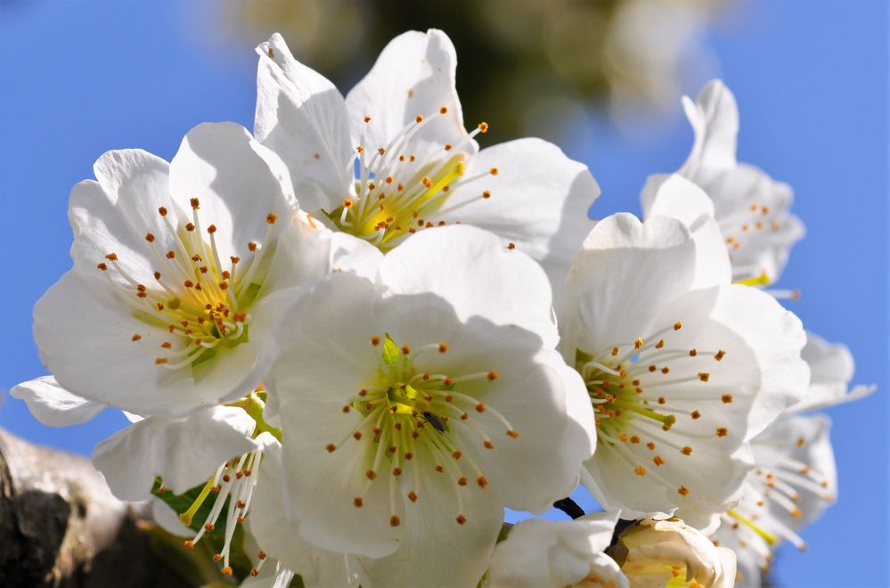 Leuchtende Kirschblüten