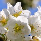 Leuchtende Kirschblüten