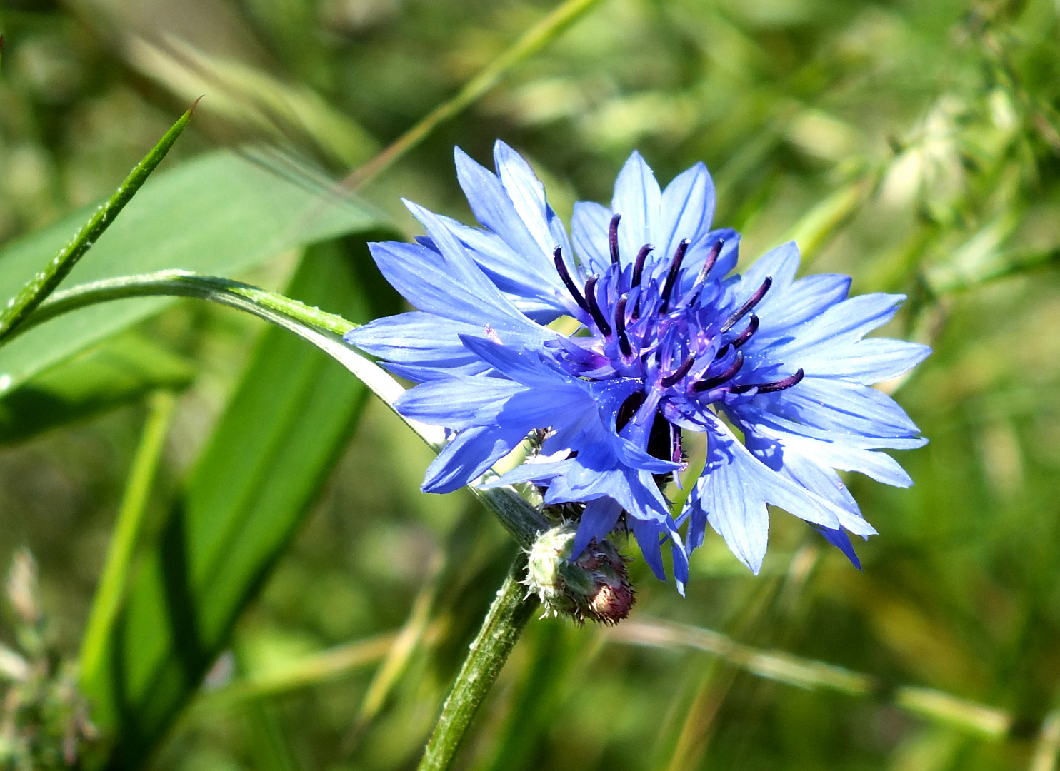 Leuchtende Kornblume