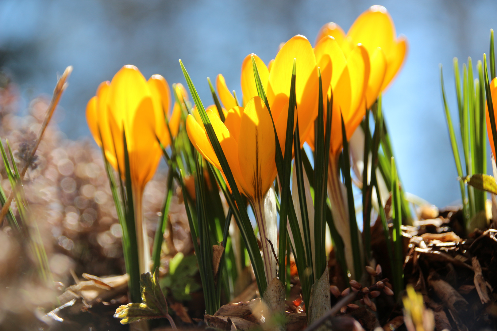 Leuchtende Krokus