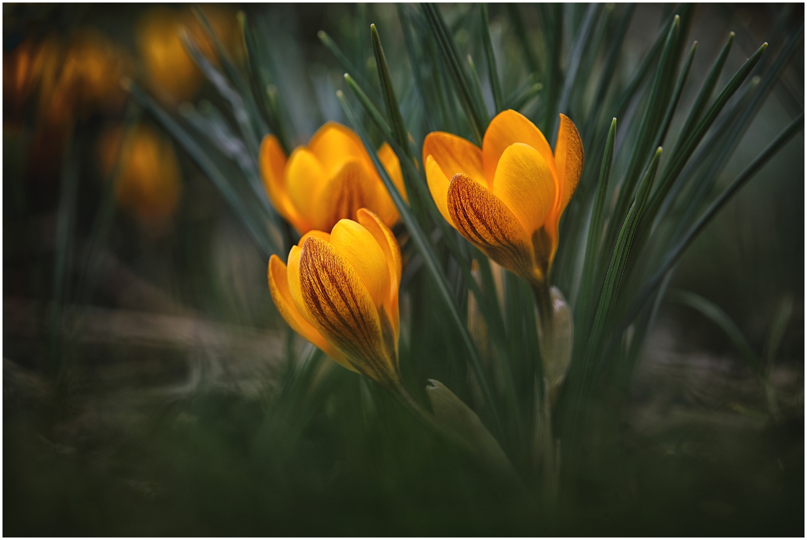 Leuchtende Krokusblüte 25-02-19